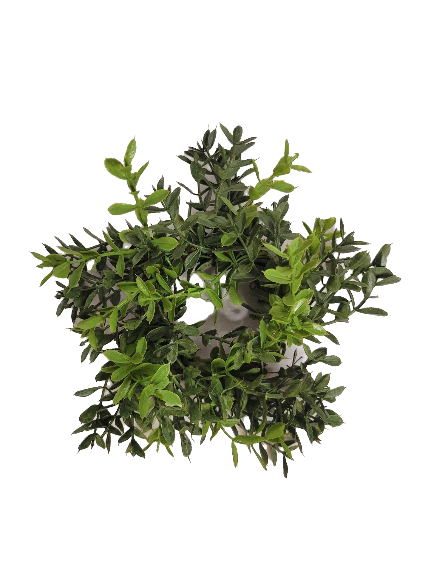 New England Boxwood candle ring - Candle, Diameter