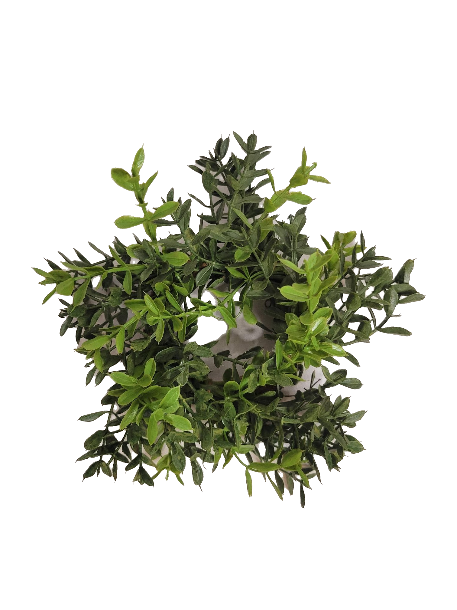 New England Boxwood candle ring - Candle, Diameter